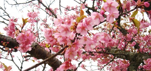 桜3月花吹雪