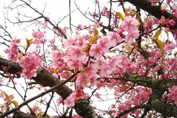 桜3月花吹雪