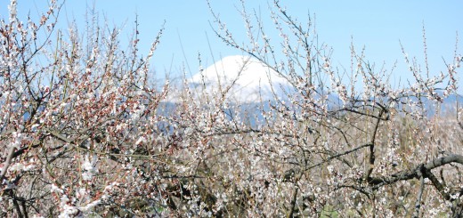 梅と富士山